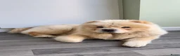Chow Chow dogs for sale: Chow chow for rehoming  - Advert 1