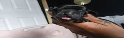 Miniature Dachshund dogs for sale: MINI DACHSHUND PUPS. PRA CLEAR.  - Advert 10