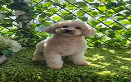 Maltipoo dogs for sale: 🐾 Maltipoo Puppies  Raised with Love DNA Clear 🐾 - Image 4