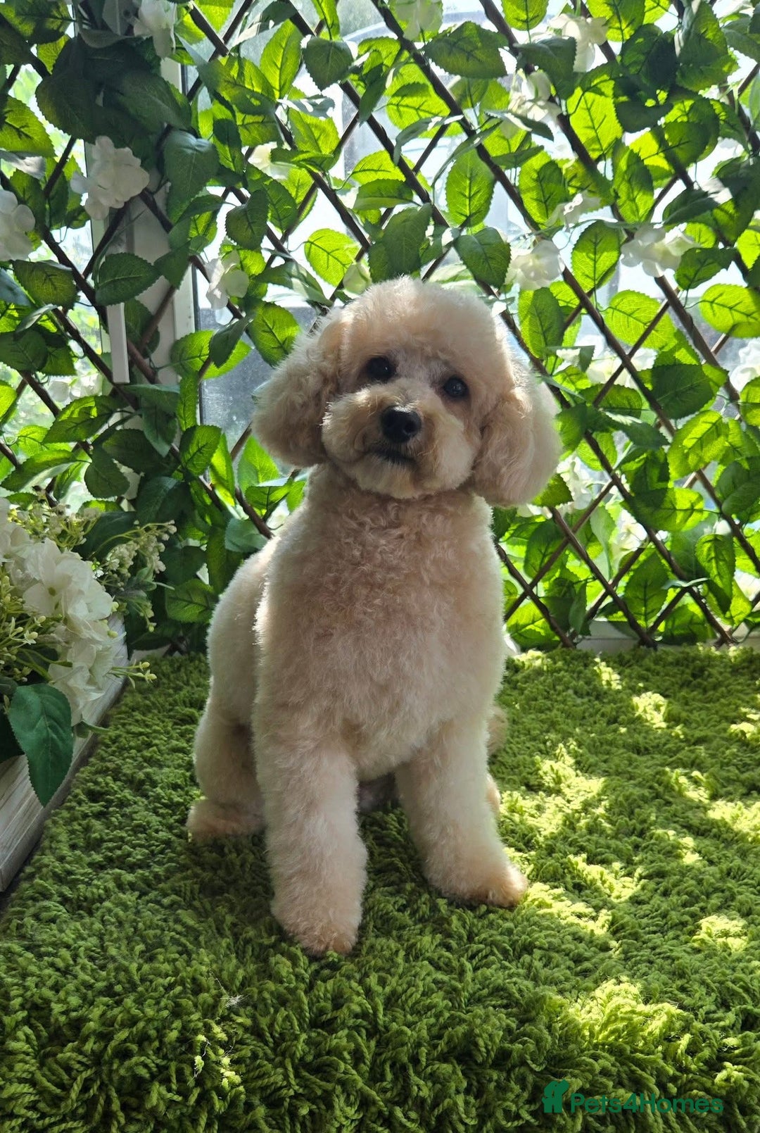 Maltipoo dogs for sale: 🐾 Maltipoo Puppies  Raised with Love DNA Clear 🐾 - Image 4
