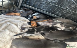 Miniature Dachshund dogs for sale: Miniature Dachund  - Image 10