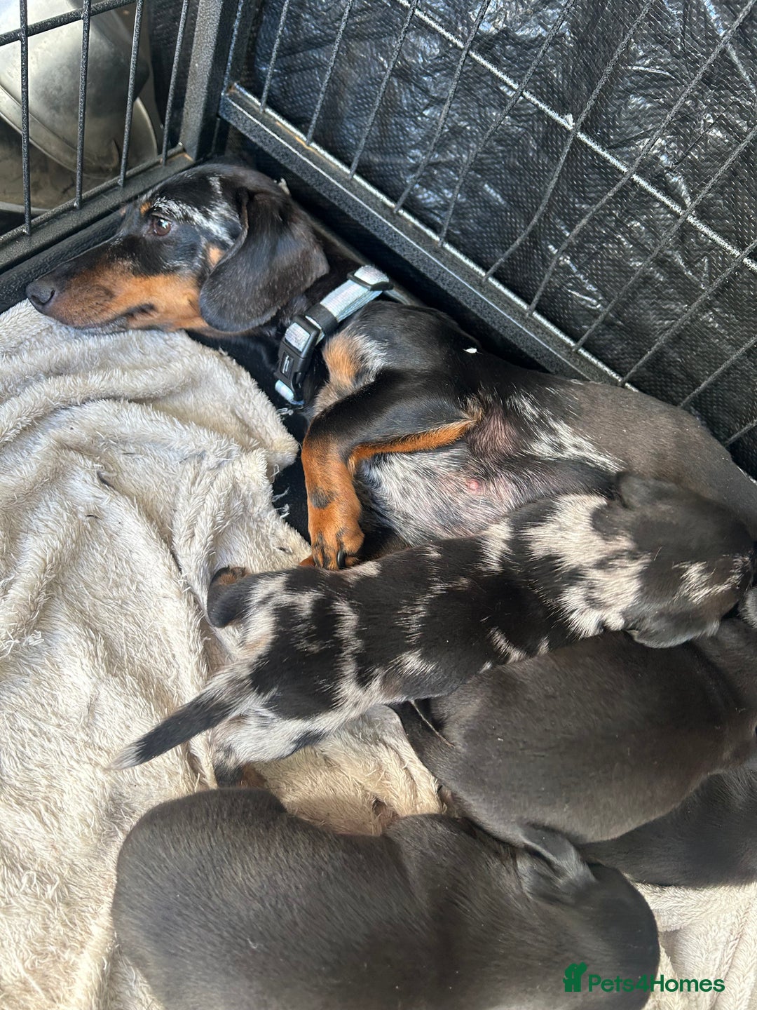Miniature Dachshund dogs for sale: Miniature Dachund  - Image 10