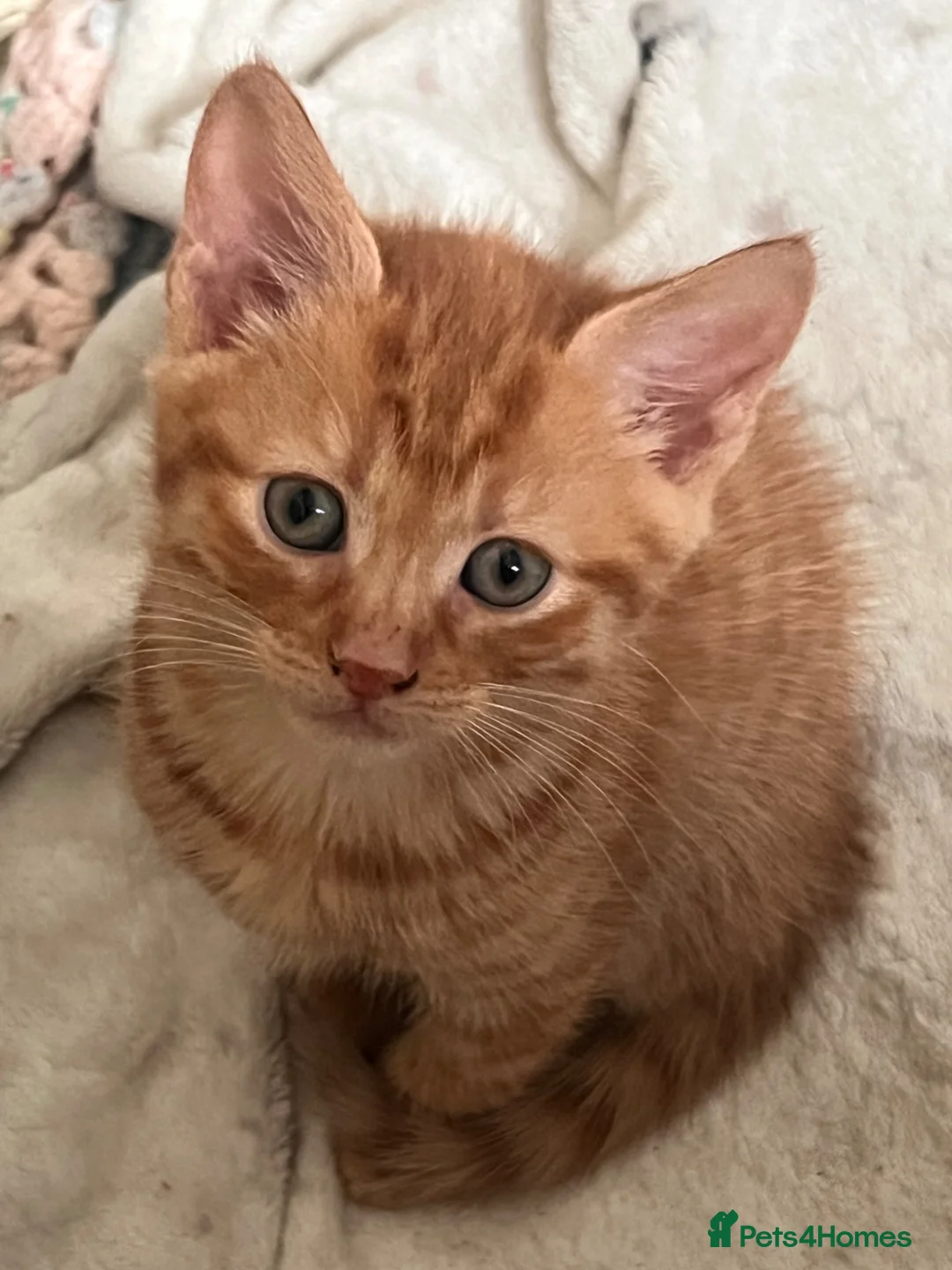 Mixed Breed cats for sale: Kittens  - Advert 2