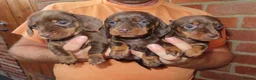 Miniature Dachshund dogs for sale: Miniature Dachshund Puppies - Advert 9