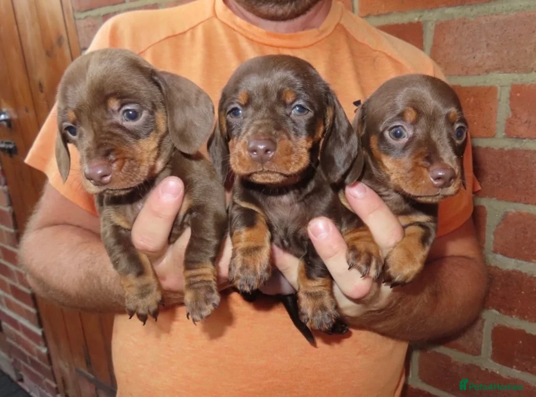 Miniature Dachshund dogs for sale: Miniature Dachshund Puppies - Advert 9