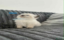 Ragdoll cats for sale: 5 Adorable Ragdoll Kittens🐾 - Image 4