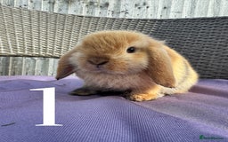 Mini Lop rabbits for sale: 5 Mini Lop baby rabbits ready 17th SEPT - Image 2