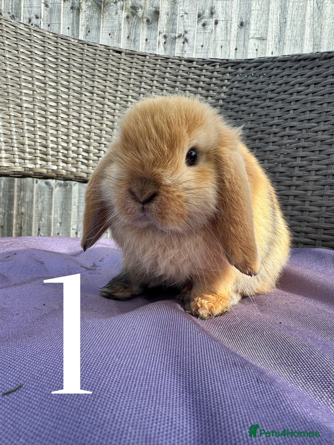 Mini Lop rabbits for sale: 5 Mini Lop baby rabbits ready 17th SEPT - Image 2