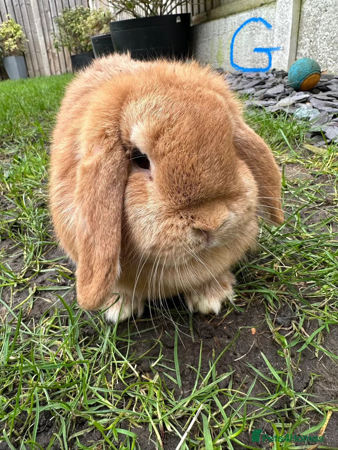 Mini Lop rabbits for sale: Mini Lop Rabbits For Sale  - Advert 5