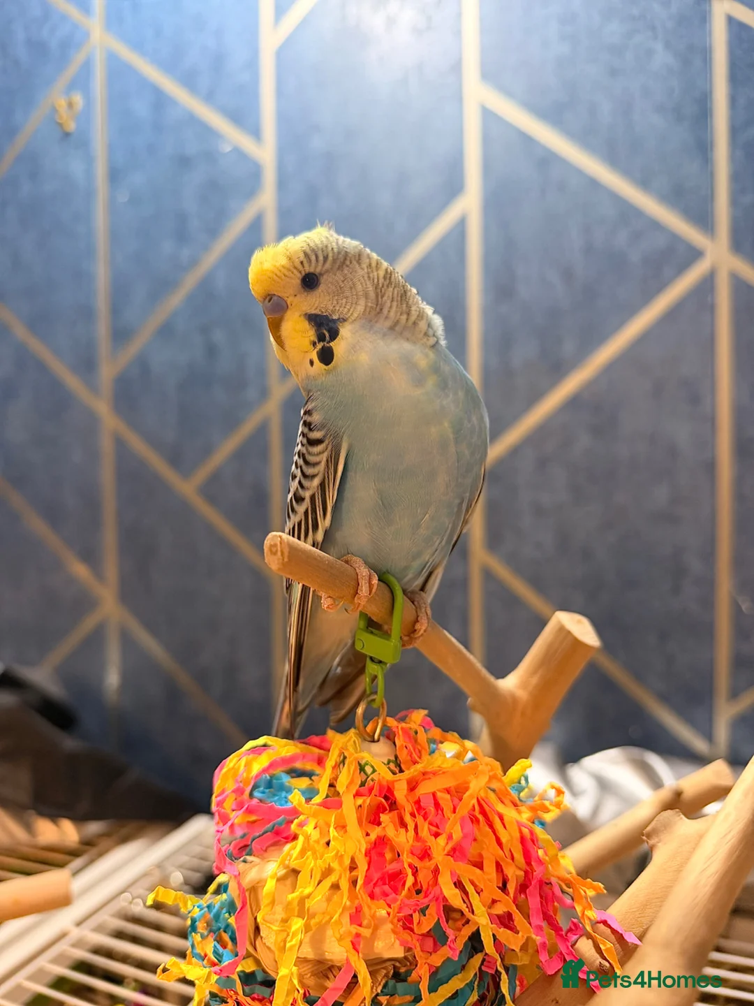 Budgerigars birds for sale: Budgies for sale with cage - Advert 10