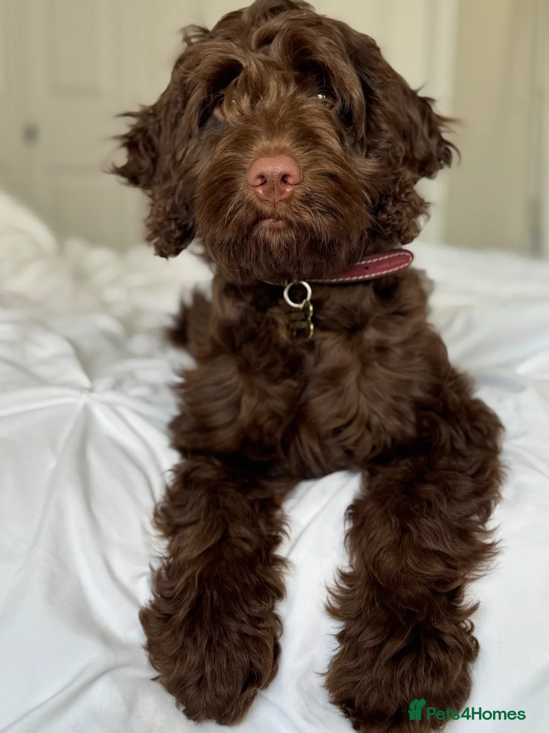 Cockapoo dogs for sale: Beautiful girl cockapoo - Advert 7
