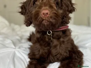 Cockapoo dogs Beautiful girl cockapoo - Advert 17