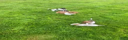 Jack Russell dogs for sale: Jack Russell Puppies in Omagh - Advert 4