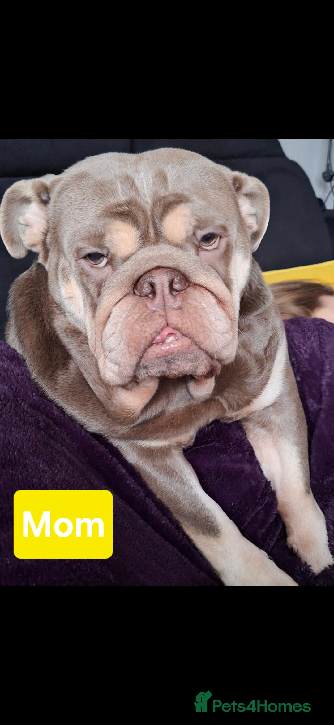 English Bulldog dogs for sale: Beautifull full suit lilac and tan - Image 6