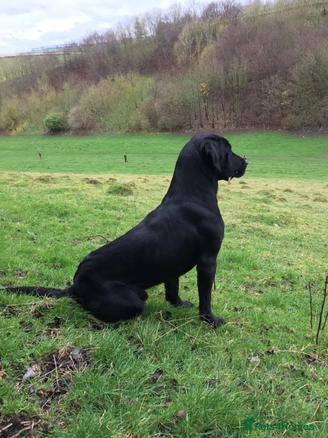 Labrador Retriever dogs for stud: 0/0 HIP & ELBOWS FULLY HEALTH TESTED BLACK STUD in Malton - Advert 5