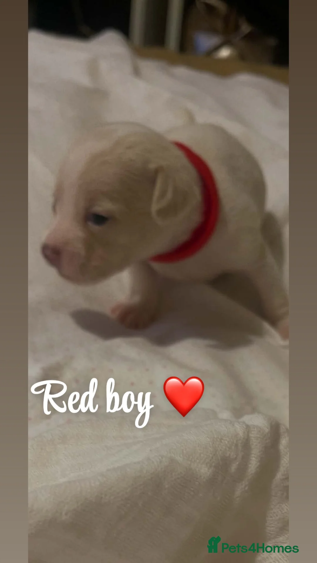 Mixed Breed dogs for sale: 6 boy puppies for sale  - Advert 10