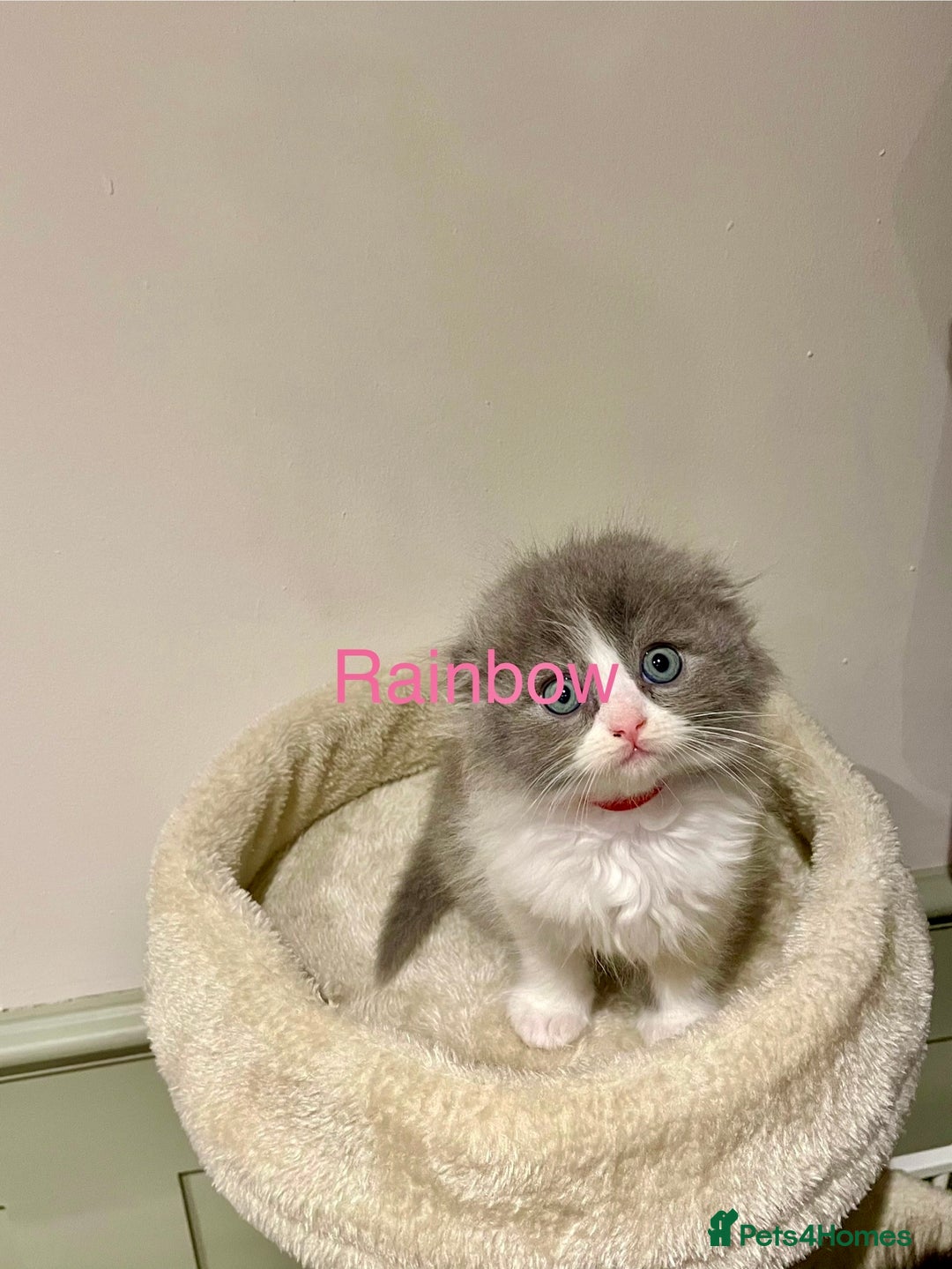 Ragdoll cats for sale: Exquisite, truly unique Ragdolls & Ragfold kittens - Advert 22