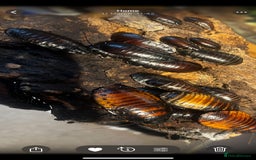 Snake reptiles for sale: Three Snakes + Madagascan Hissing Roaches - Image 14