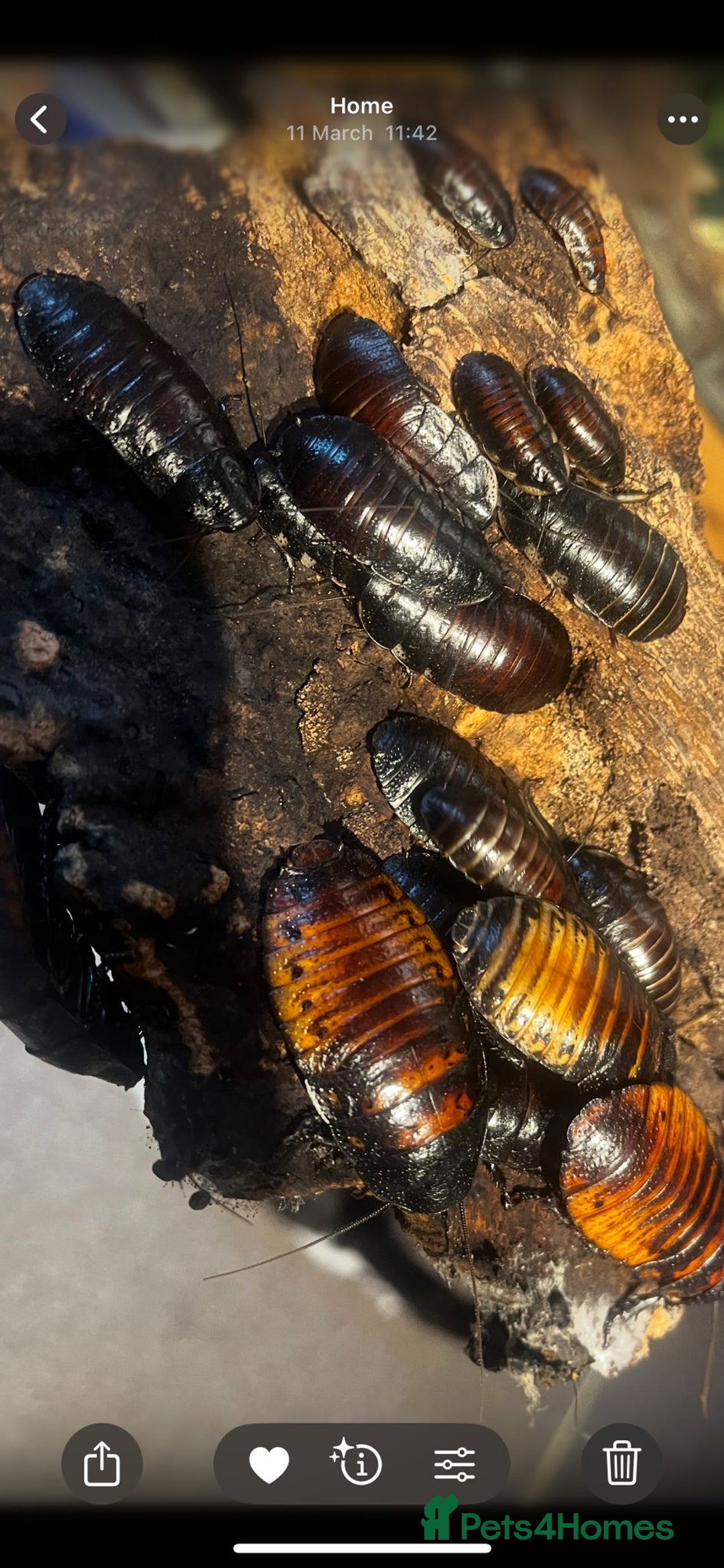 Snake reptiles for sale: Three Snakes + Madagascan Hissing Roaches - Image 14