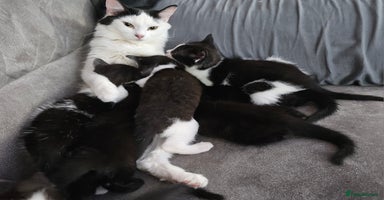 Mixed Breed cats in Manchester - Advert 7