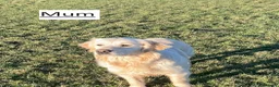 Golden Retriever dogs for sale: Beautiful retriever puppies - Advert 14