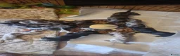 Dachshund dogs for sale: Dachshund puppies - Advert 2