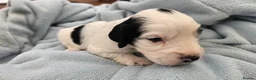Cocker Spaniel dogs for sale: Beautiful Blue roan cocker spaniels for sale - Advert 20