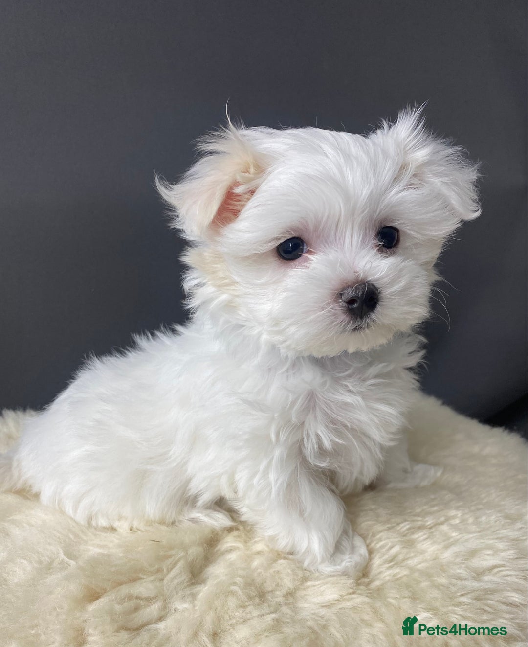Maltese dogs for stud: 🌟Stunning KC Reg Korean Maltese boy for STUD in Waltham Cross - Advert 13
