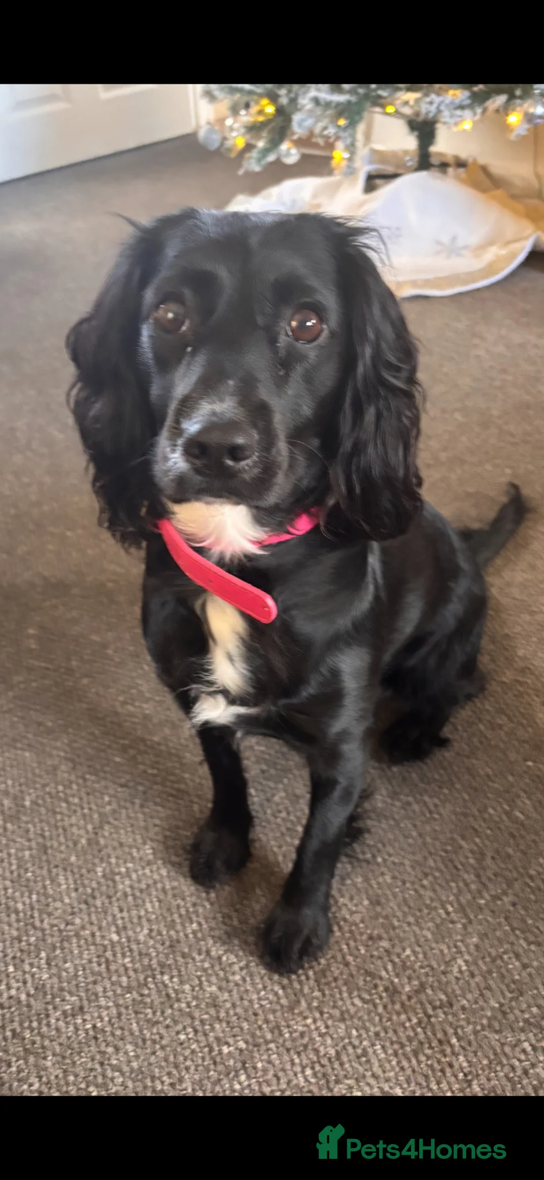 Cocker Spaniel dogs for sale: Working cocker spaniel puppies  - Advert 2