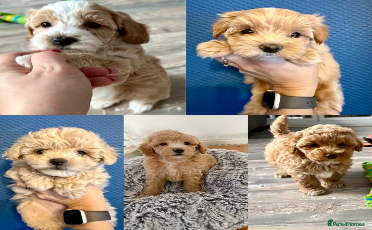 Maltipoo dogs Adorable F1B Maltipoos Ready for new 🏡 - Advert 2