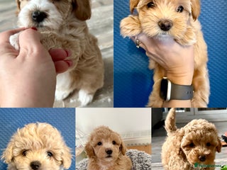 Maltipoo dogs Adorable F1B Maltipoos Ready for new 🏡 - Advert 10
