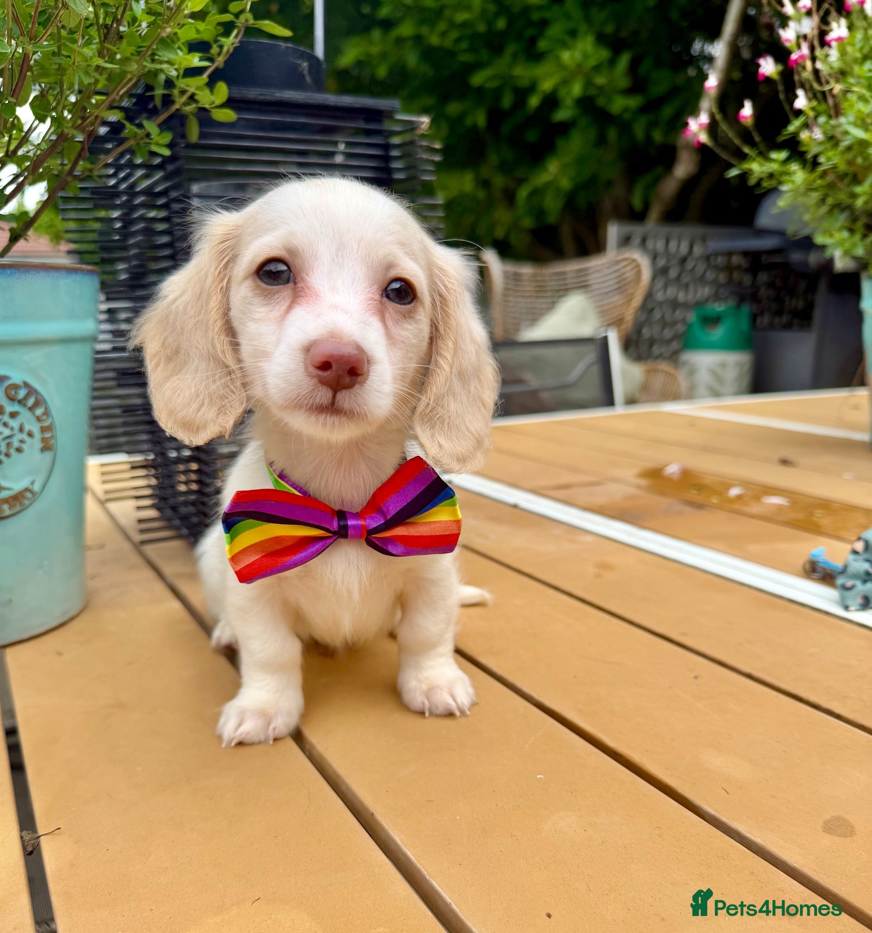 Miniature Dachshund dogs Piebald & Cream Longhairs  - Advert 10