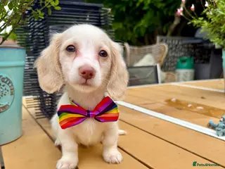 Miniature Dachshund dogs Piebald & Cream Longhairs - Advert 10
