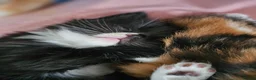 Mixed Breed cats for sale: Four Adorable Little Kittens Full of Personality - Advert 5