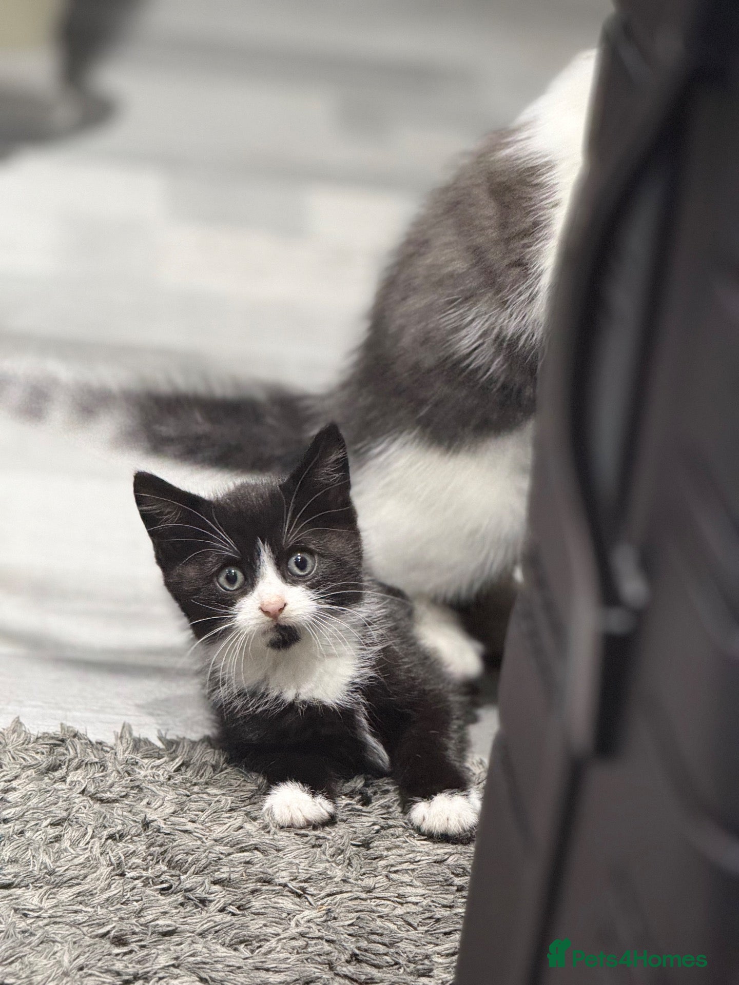 Mixed Breed cats 1 KITTEN LEFT *READY TO LEAVE* - Advert 1
