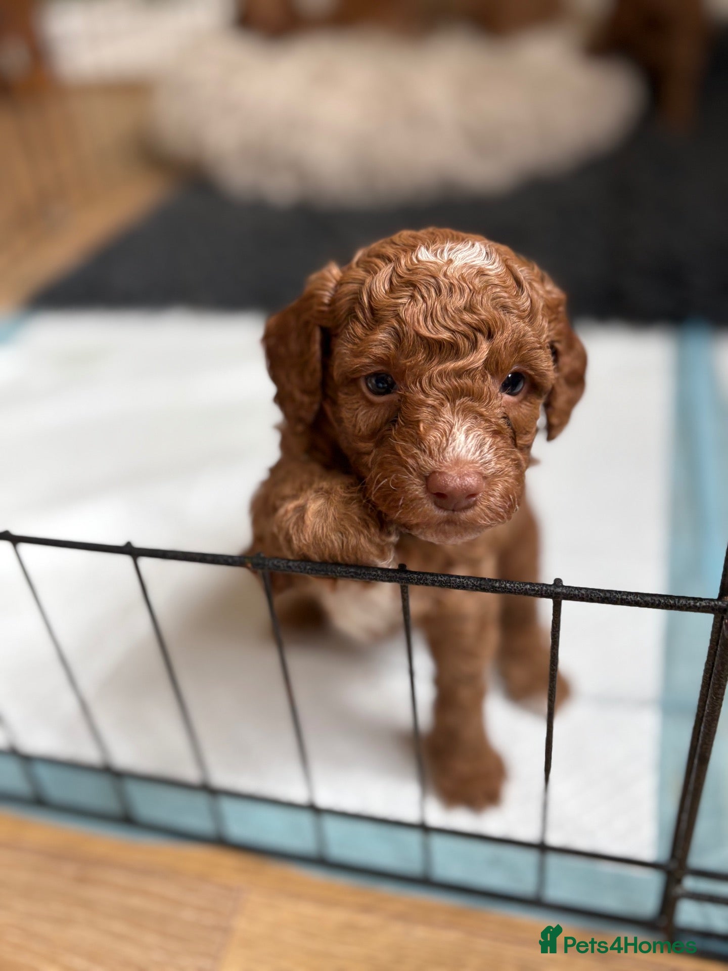 Cockapoo dogs Toy cockapoo puppies  - Advert 11