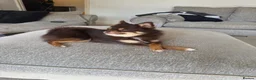 Pomsky dogs for sale: Toy Pomsky in Wickford - Advert 8
