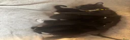 Mixed Breed cats for sale: black and white kittens  - Advert 11