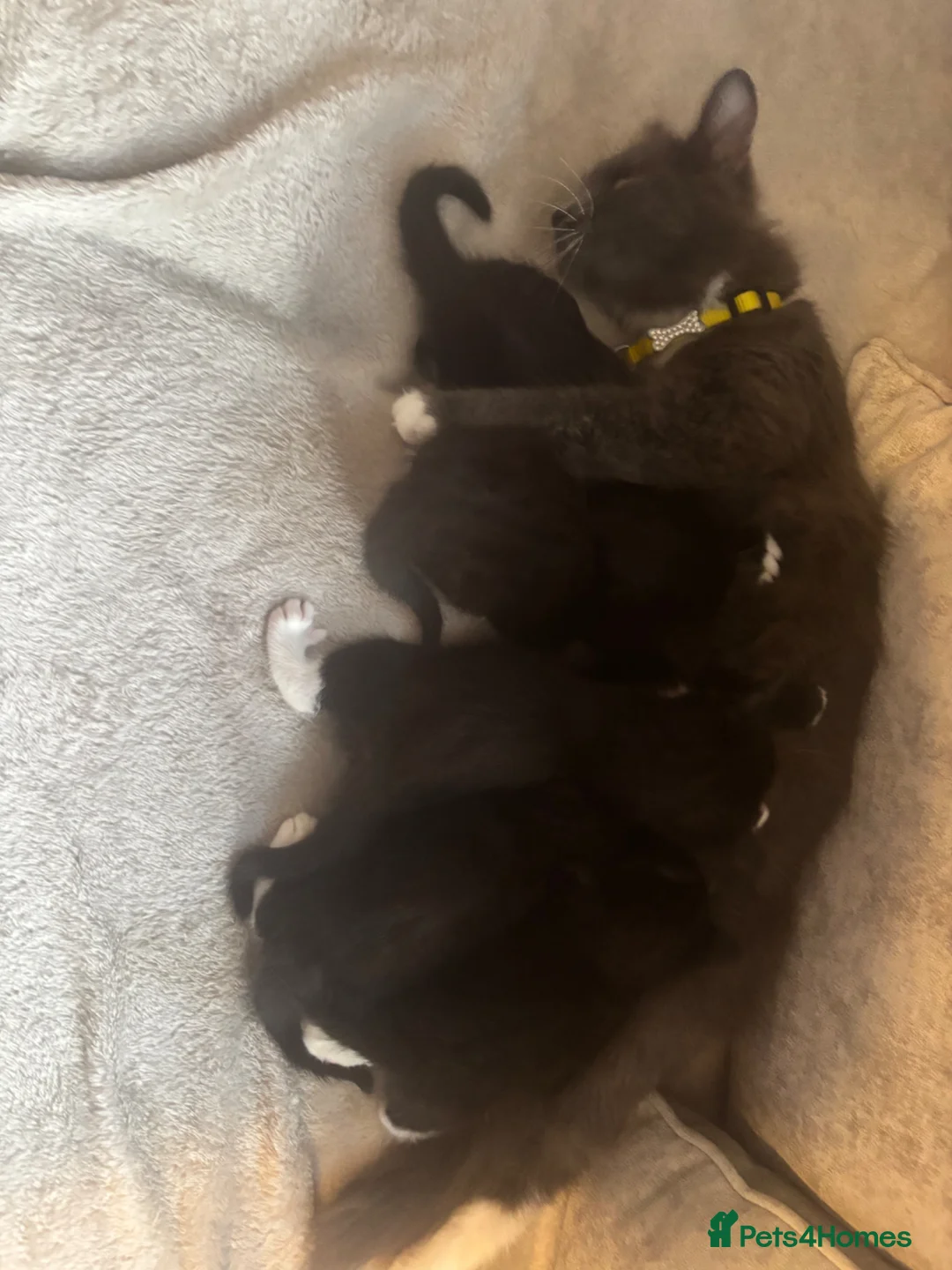 Mixed Breed cats for sale: black and white kittens  - Advert 11