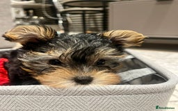 Yorkshire Terrier dogs for sale: Adorable Yorkshire Terrier Puppy for Sale - Image 12