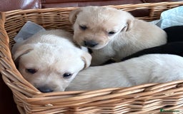 Labrador Retriever dogs for sale:  labrador retriever pups - Image 11