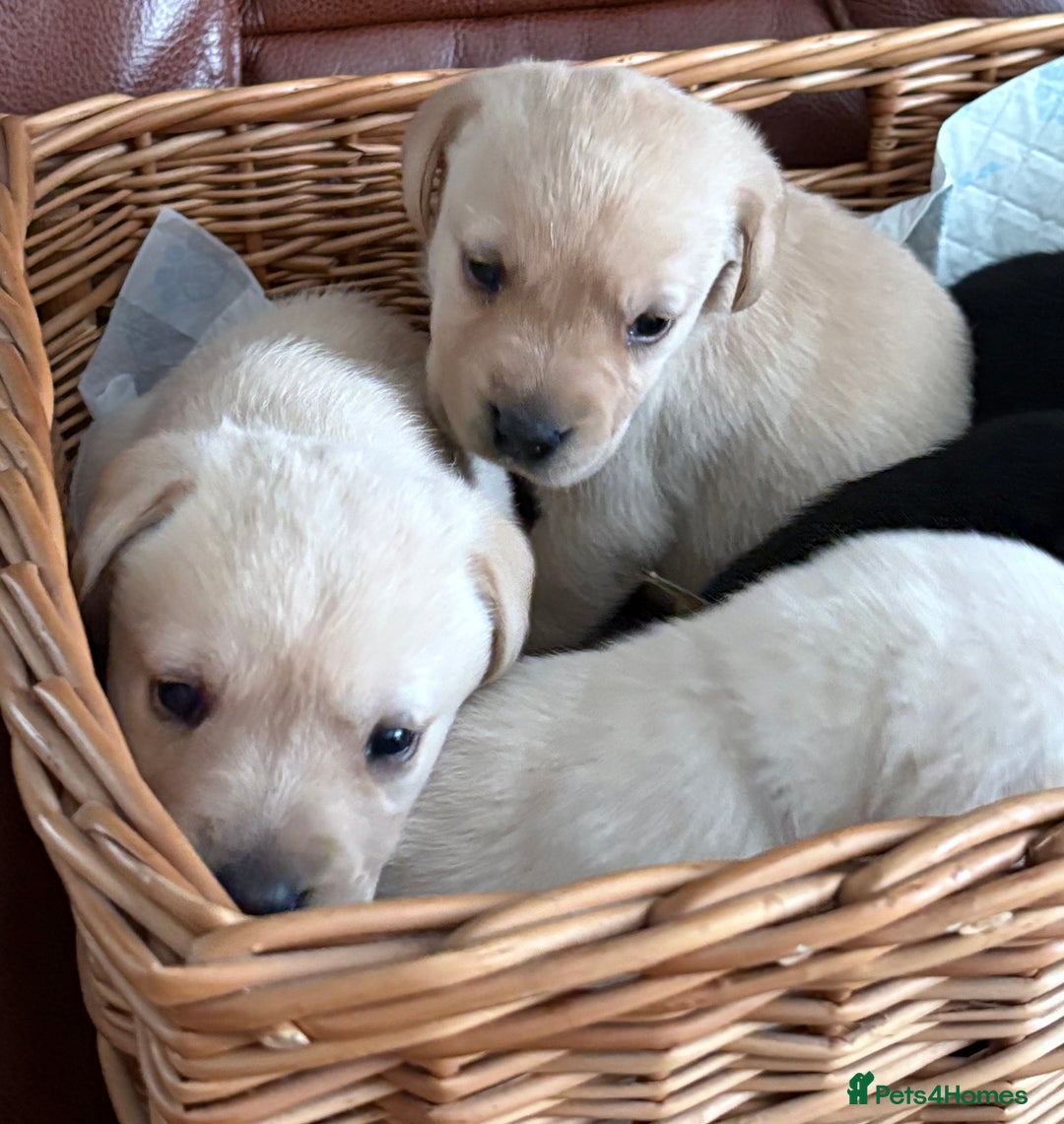 Labrador Retriever dogs for sale:  labrador retriever pups - Image 11