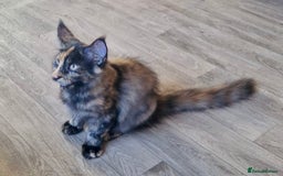 Maine Coon cats for sale: 🌟Ready now🌟 3 large Maine coons active available - Image 6