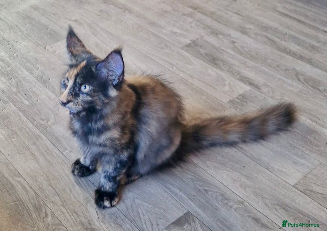 Maine Coon cats for sale: 🌟Ready now🌟 3 large Maine coons active available - Image 6