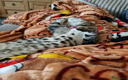 Bengal cats for sale: Female bengal  - Image 1