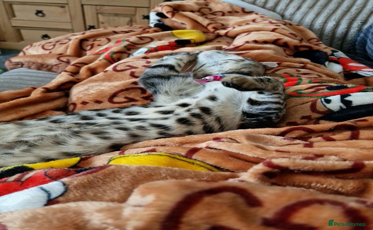 Bengal cats - Advert 2