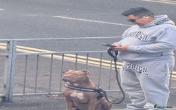 Staffordshire Bull Terrier dogs for sale: Staffordshire Puppy– FullyVaccinated, Microchipped - Image 11