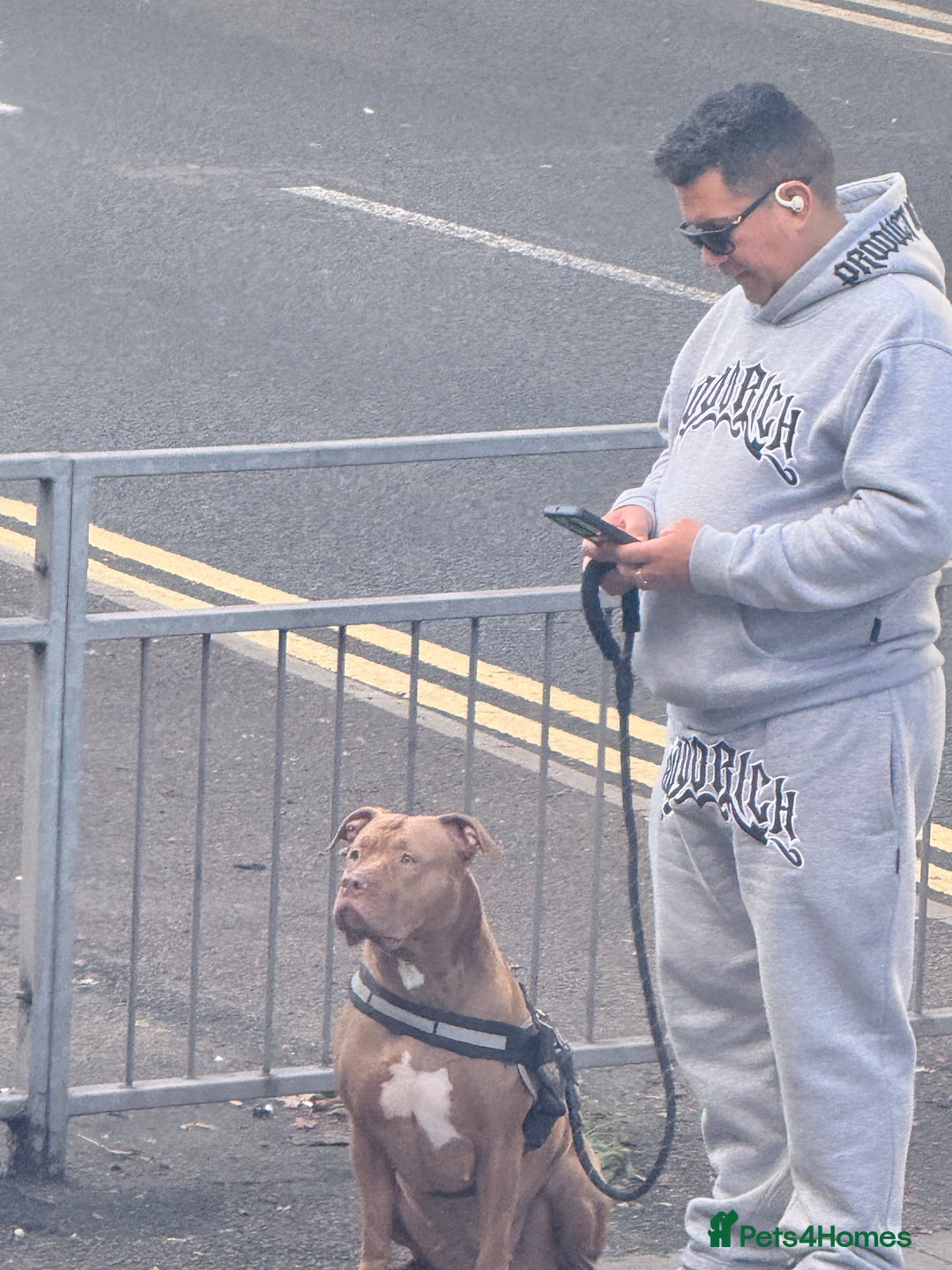 Staffordshire Bull Terrier dogs for sale: Staffordshire Puppy– FullyVaccinated, Microchipped - Image 11