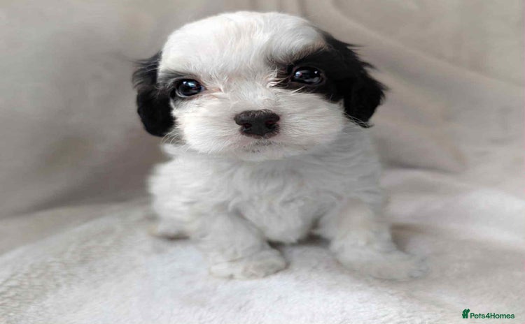 Cavapoo dogs - Advert 1