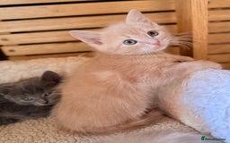 Ragdoll cats for sale: Sealpoint x kittens - Image 10